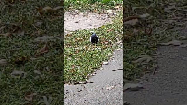 Сорока ворона кашу варила смотреть онлайн