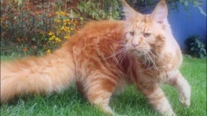 САМЫЕ ЗДОРОВЫЕ ПОРОДЫ КОШЕК   THE HEALTHIEST CAT BREEDS