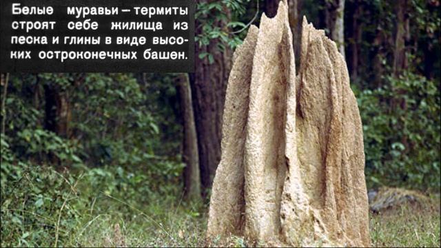 Зона Саванн. Природные зоны