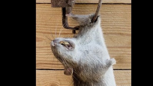 Ловим крысу на капкан №0. смотреть онлайн