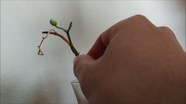 Tour de orquídeas 2019 смотреть онлайн