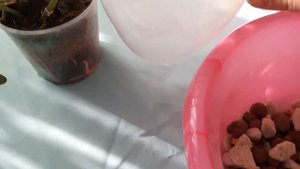 Орхидеи?Пересадка Каттлеи.