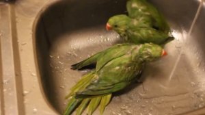 Ожереловые попугаи ,Водные процедуры .