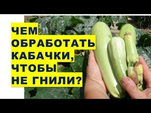 Чем обработать кабачки, чтобы они не гнили? Почему гниют плоды кабачков?