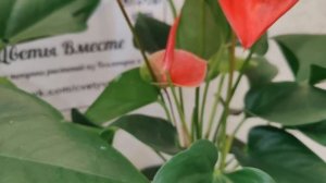 ✅В наличии Антуриум Карма Пинк / Anthurium Karma Pink диаметр горшка 12 см, высота около 40 см.
