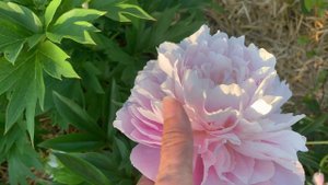 HARGROVE HUDSON (Wild, 1949) -канал ЮТУБ :  ПІВОНІЇ - ВСЕ ПРО НИХ.