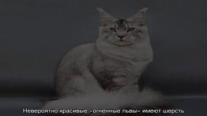 Мейн-кун — окрасы