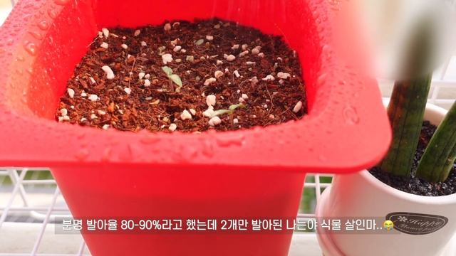 sub)냉장고 털어 부대찌개?만들고 매운갈비찜 만들어 먹는  자취요리 브이로그 | 부대찌개,고메커리,치즈계란찜,하니원메론,오이냉국,뚝배기치즈밥,바베큐,정동진해변,대게,강릉여행