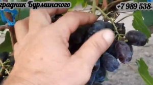 НОВИНКА!!! ГФ. Винограда ЭКЗОТИЧЕСКИЙ (Калугин В.М.).