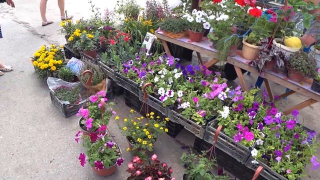 Милота цыплячая. Кубанские рынки. Варениковская