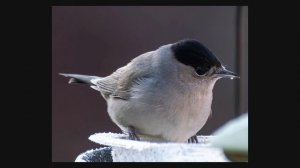 Denoise Battle: Lightroom's Denoise AI vs. Topaz Photo AI