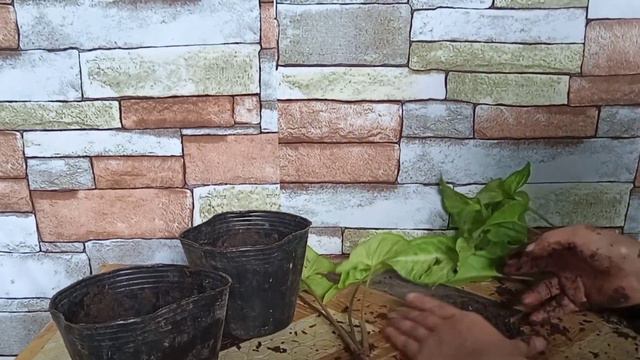FIXING MY WHITE BUTTERFLY SYNGONIUM | Cherry's Daily Life