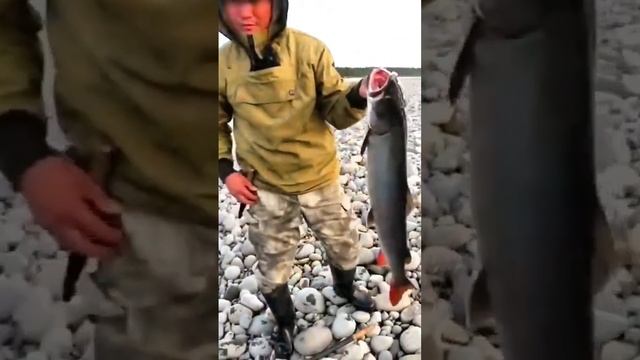 рыбалка в Якутии #якутия #поймать #рыбалка #клеваярыбалка #эхолот #fishing #carpfishing #fish
