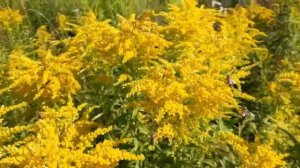 Золотарник канадский (solidago).Полезные свойства и противопоказания