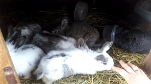 Кролики . Содержание .Вздутие от чего?зачем?Почему?