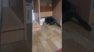 КОШКА ПОЙМАЛА КРЫС