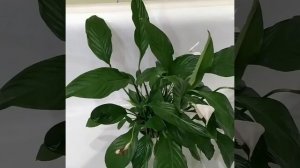 Спасаем цветок Женское Счастье.#shorts