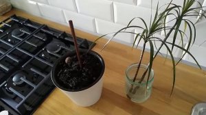 ДРАЦЕНА не хочет расти? Что делать, если ничего не помогает!