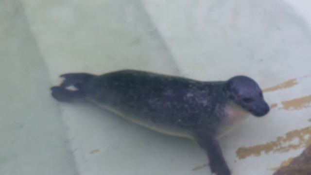 Cамый спокойный тюлень смотреть онлайн