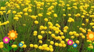 Сантолина розмаринолистная розмаринолистная. Краткий обзор, описание santolina rosmarinifolia