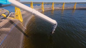 В Красноармейском районе построили семейную ферму по выращиванию форели