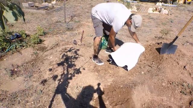 Plantando manzano Granny Smith Planting apple tree смотреть онлайн