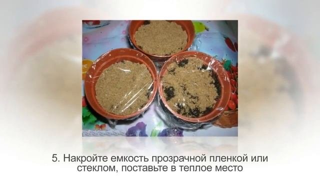 Как вырастить лобелию из семян в домашних условиях. Размножение лобелии