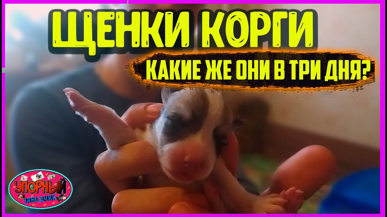 ЩЕНКАМ КОРГИ ТРИ ДНЯ.  КАК СЕБЯ ЧУВСТВУЮТ?