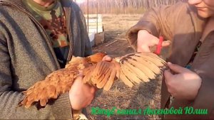 Как подрезать птице крылья.