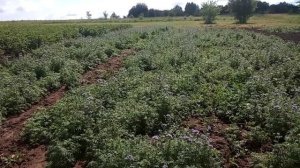 Зацветание поля фацелии по дням поэтапно