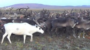 Одна через Чукотку. Часть 14. По Ионивеему. В мире оленеводов, оленей и медведей. Alone through...