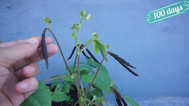How to grow mung beans plant from seeds to harvest in Pots - Gardening Tips смотреть онлайн