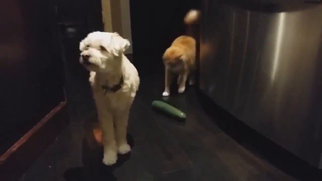 КОТЫ И ОГУРЦЫ Коты боятся огурцов Приколы про котов смотреть онлайн