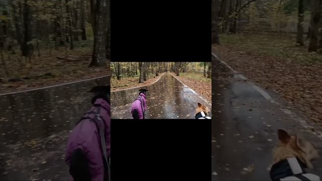 Взяли собаку из приюта. Прощай приют Некрасовка, здравствуй дом. Счастливая история. смотреть онлайн