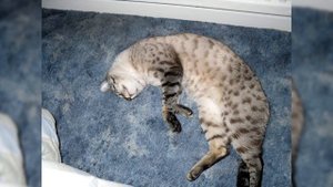 Бенгальская кошка. Плюсы и минусы, Цена, Как выбрать, Факты, Уход, История
