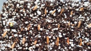 Как вырастить адениум из семян  Посев семян адениума