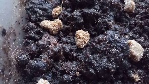 Hypoaspis miles (Predator mites) bred in home colony feeding on composting oribatid mites.