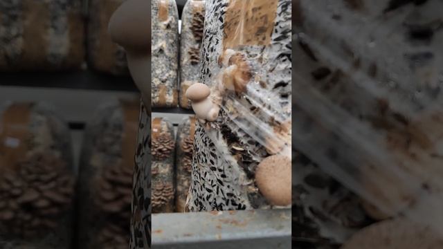 Выращивание Вёшенки и Эрингов (королевской вёшенки) в теплице.