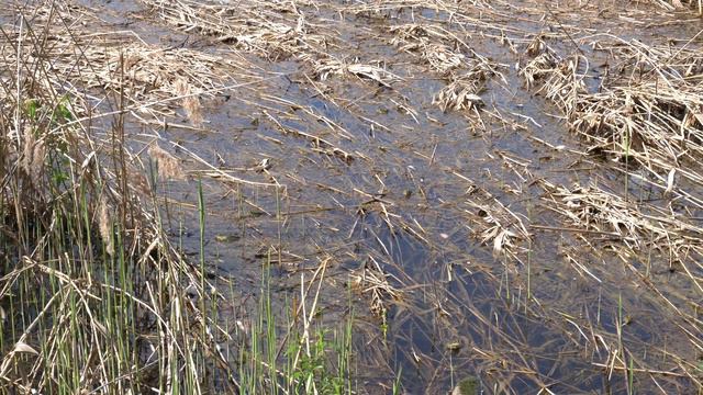 Минское море Лягушки квакают. Звуки природы. Screaming frog never seemed so funny. Nature of Belaru