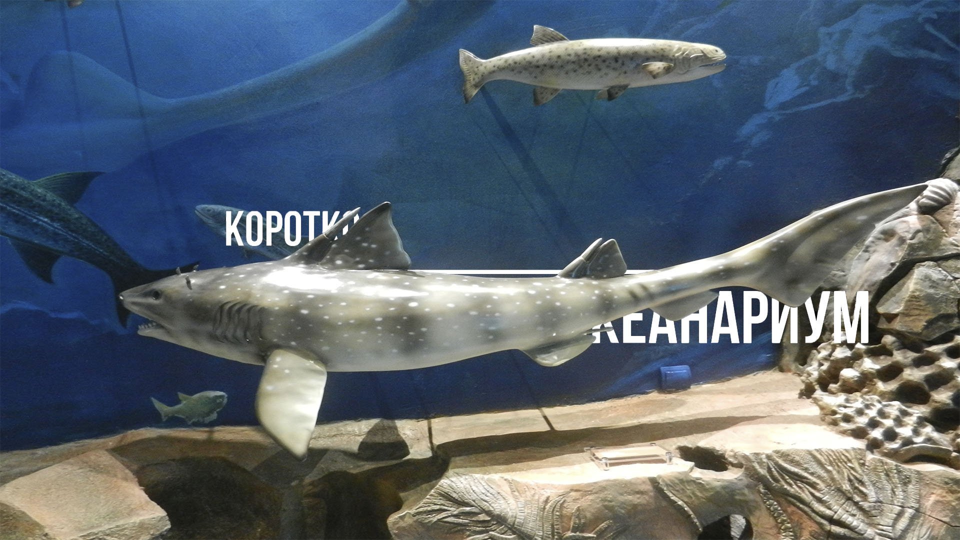 Коротко о... Приморский океанариум (Приморье # 4)