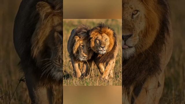 фото львов(2часть) смотреть онлайн