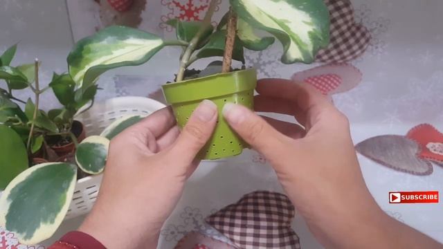 TODOS los cuidados y CONSEJOS de la Hoya obovata ❤️ propagación, trasplante, luz, fertilizante... смотреть онлайн