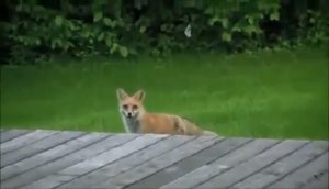 Что говорит лиса?