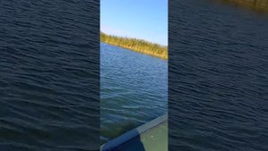 лодочный мотор сеа про 9.8