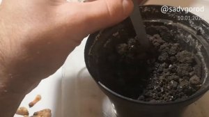 Acer pseudosieboldianum (Клён ложнозибольдов) — зимний посев