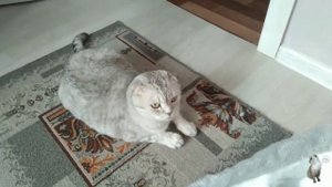 Я и Басик - Басик делает уроки