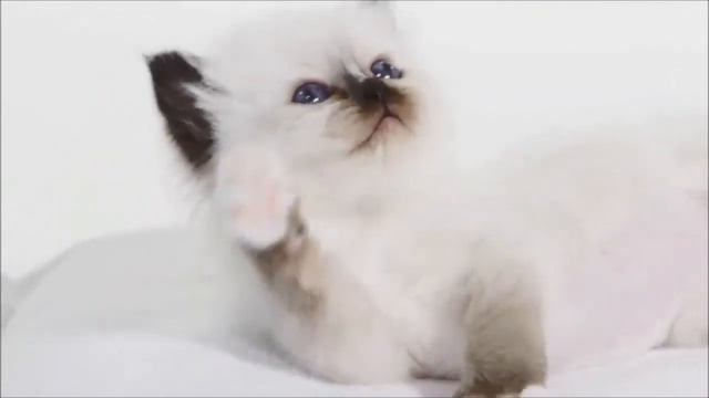 royal canin New Kitten смотреть онлайн