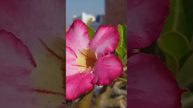 Adenium flower; Nanibari garden; nature photography