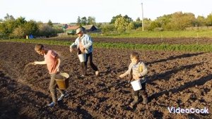 Сеем овёс на огороде... Ячмень  на поле... Вручную с помощью мотоблока и Т-25?