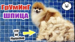 СТРИЖКА ПОМЕРАНСКОГО ШПИЦА